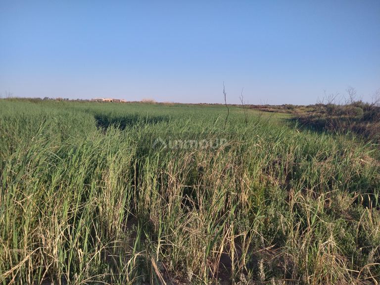 Campo en Venta en Lavalle, Mendoza