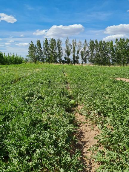 Finca en Venta en San Martin, Mendoza