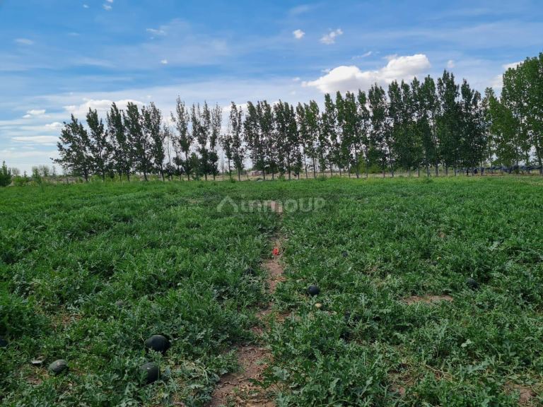 Finca en Venta en San Martin, Mendoza