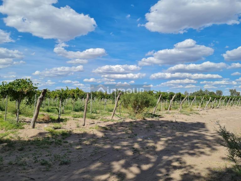 Finca en Venta en San Martin, Mendoza