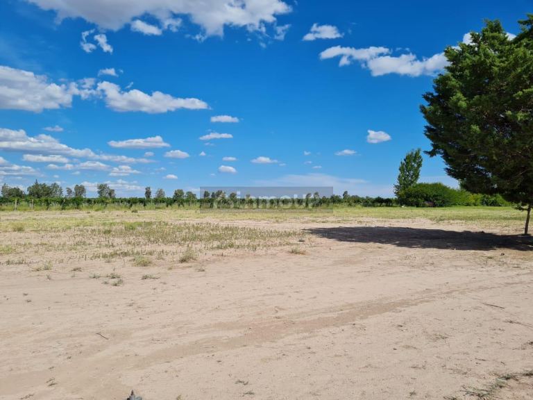 Finca en Venta en San Martin, Mendoza