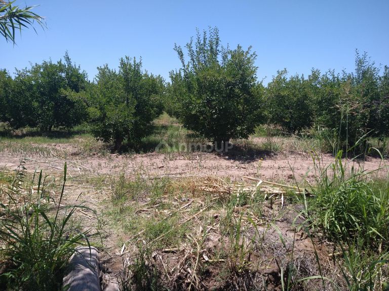 Finca en Venta en Maipu, Mendoza