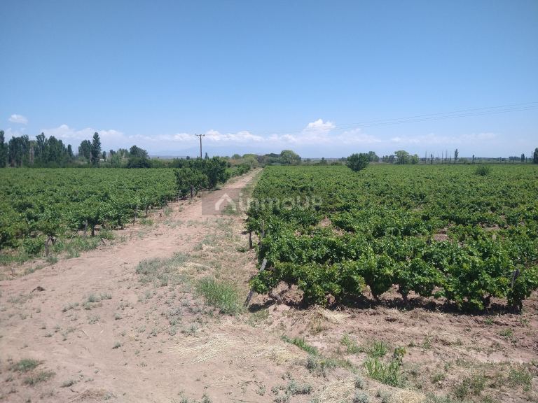 Finca en Venta en Maipu, Mendoza
