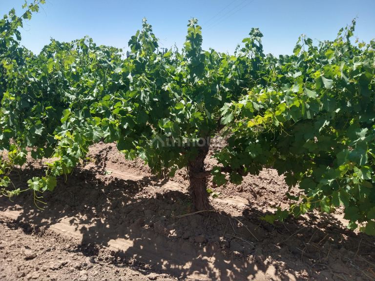 Finca en Venta en Maipu, Mendoza