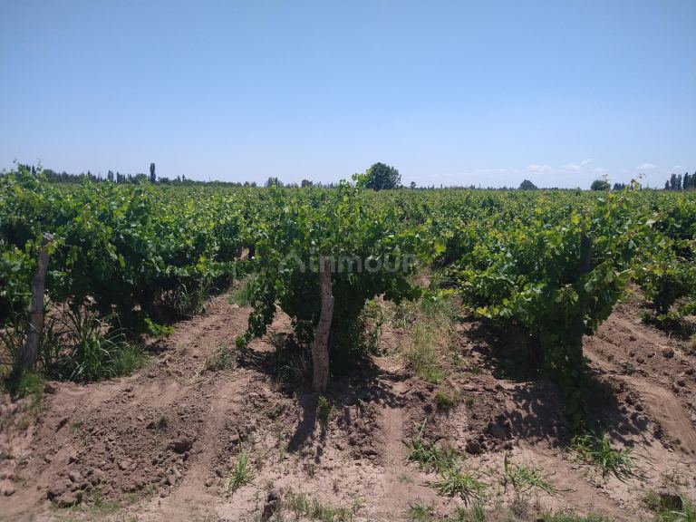 Finca en Venta en Maipu, Mendoza