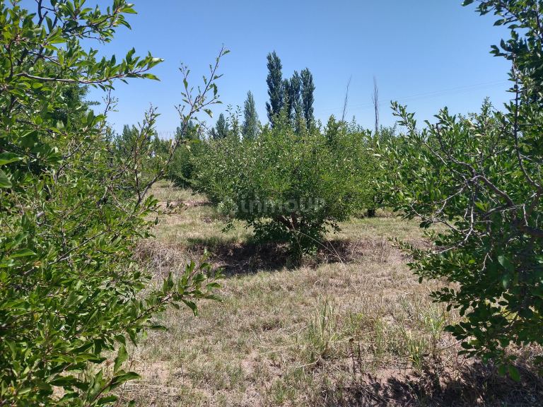 Finca en Venta en Maipu, Mendoza