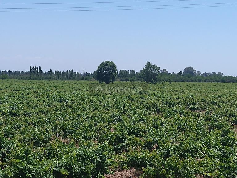 Finca en Venta en Maipu, Mendoza