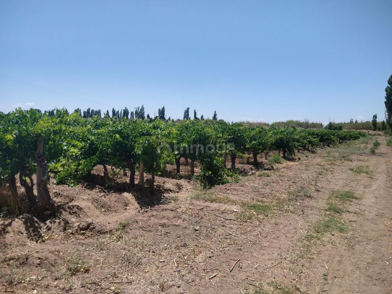 Finca en Venta en Maipu, Mendoza