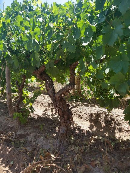 Finca en Venta en Maipu, Mendoza