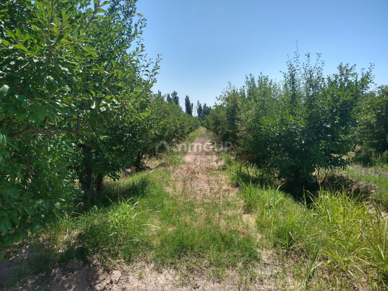 Finca en Venta en Maipu, Mendoza