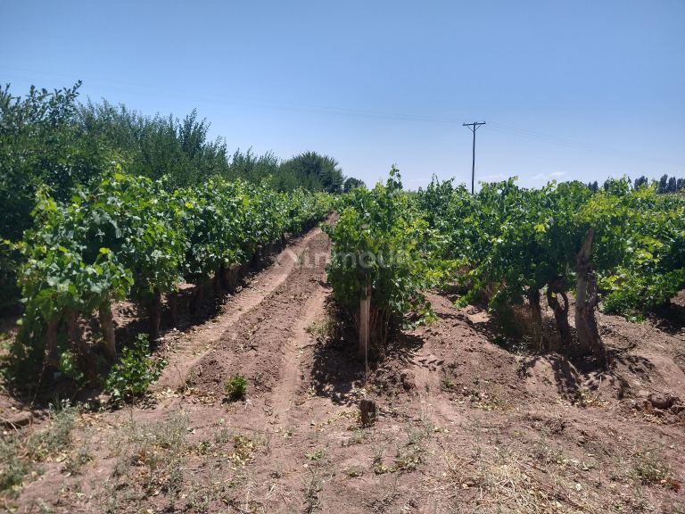 Finca en Venta en Maipu, Mendoza