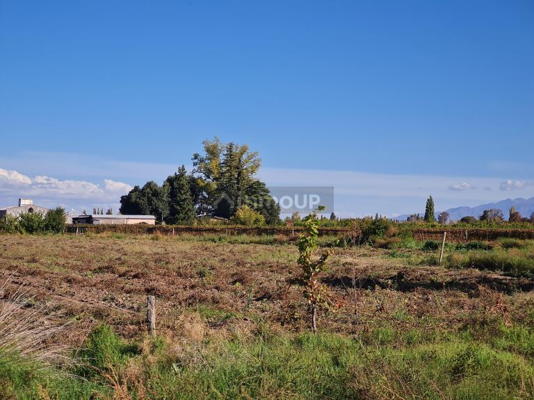 Finca en Venta en San Carlos, Mendoza