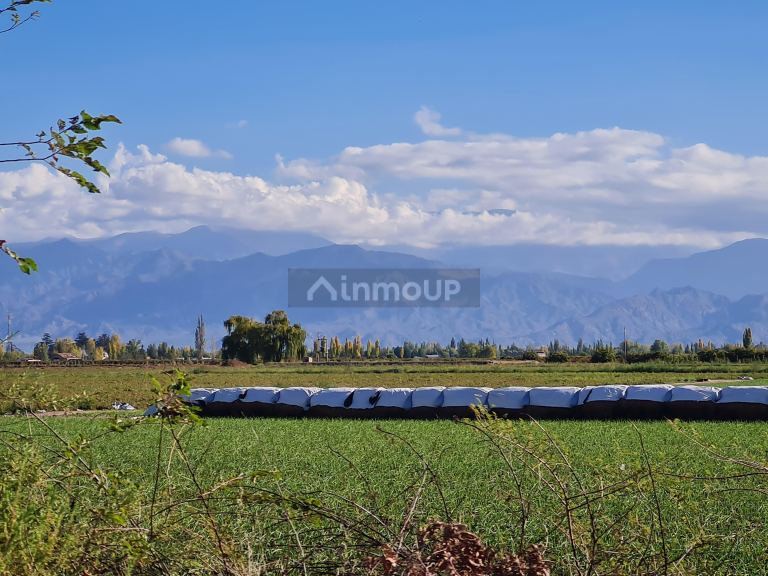 Finca en Venta en San Carlos, Mendoza
