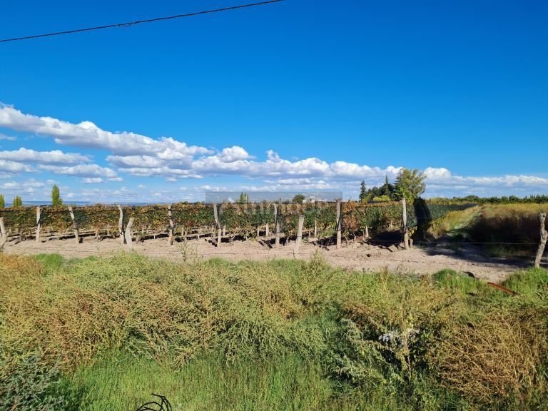 Finca en Venta en San Carlos, Mendoza