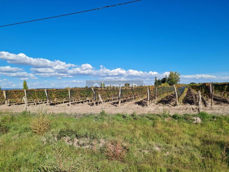 Finca en Venta en San Carlos, Mendoza