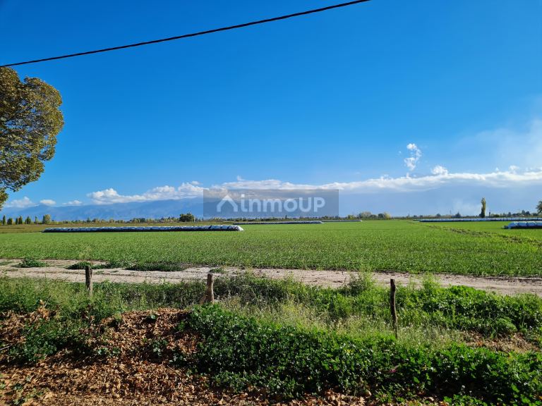 Finca en Venta en San Carlos, Mendoza