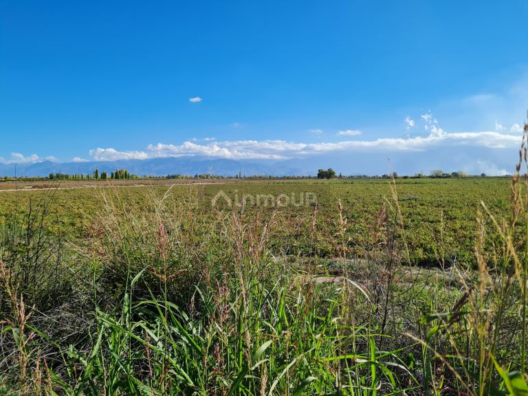 Finca en Venta en San Carlos, Mendoza
