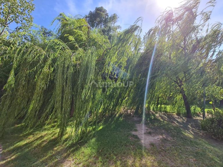 Finca en Venta en Rivadavia, Mendoza