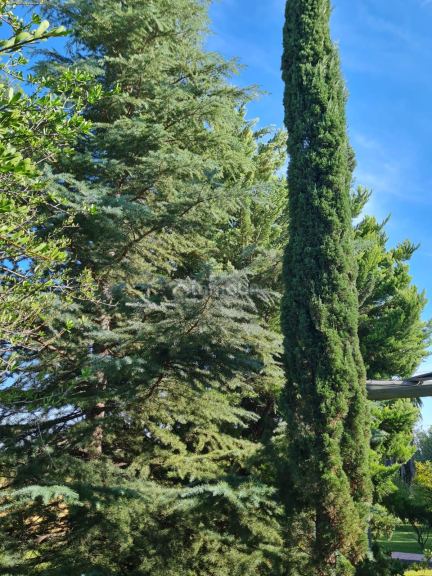 Finca en Venta en Rivadavia, Mendoza