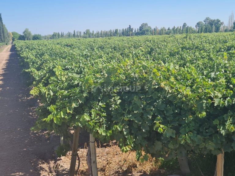 Finca en Venta en Guaymallen, Mendoza