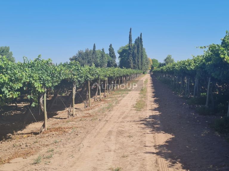 Finca en Venta en Guaymallen, Mendoza