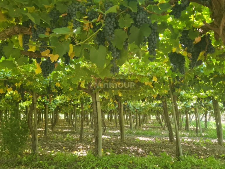 Finca en Venta en Guaymallen, Mendoza