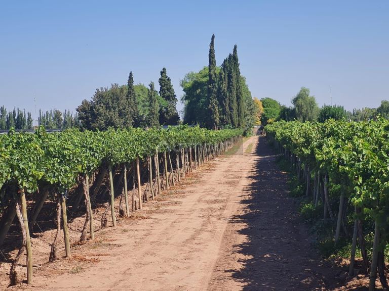 Finca en Venta en Guaymallen, Mendoza