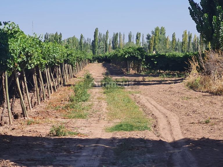 Finca en Venta en Guaymallen, Mendoza