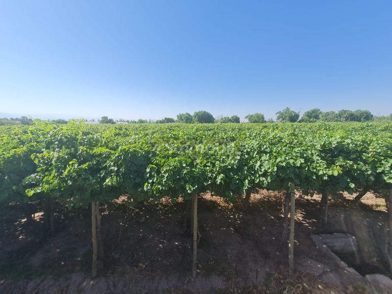 Finca en Venta en Guaymallen, Mendoza