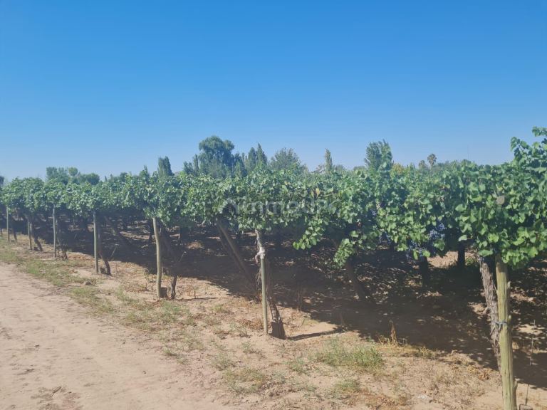 Finca en Venta en Guaymallen, Mendoza