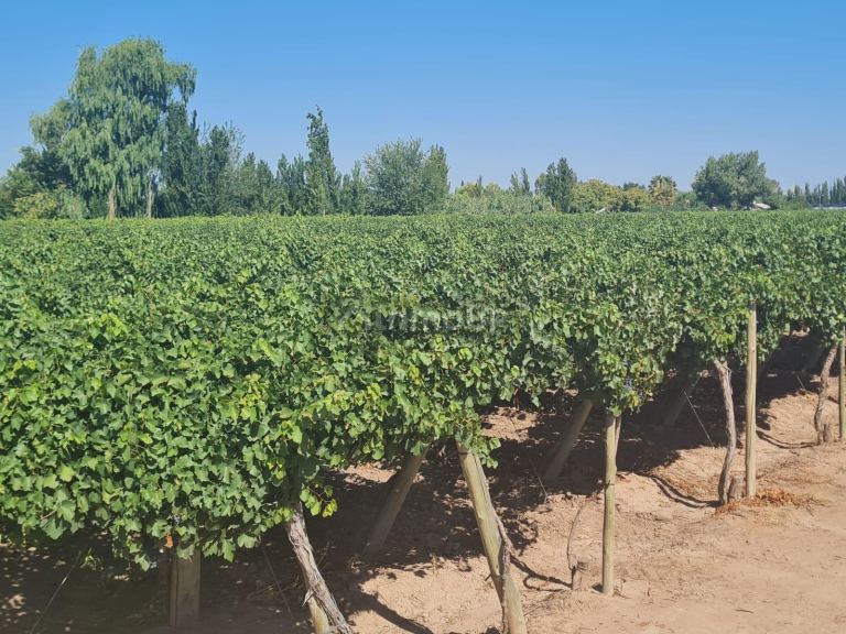 Finca en Venta en Guaymallen, Mendoza