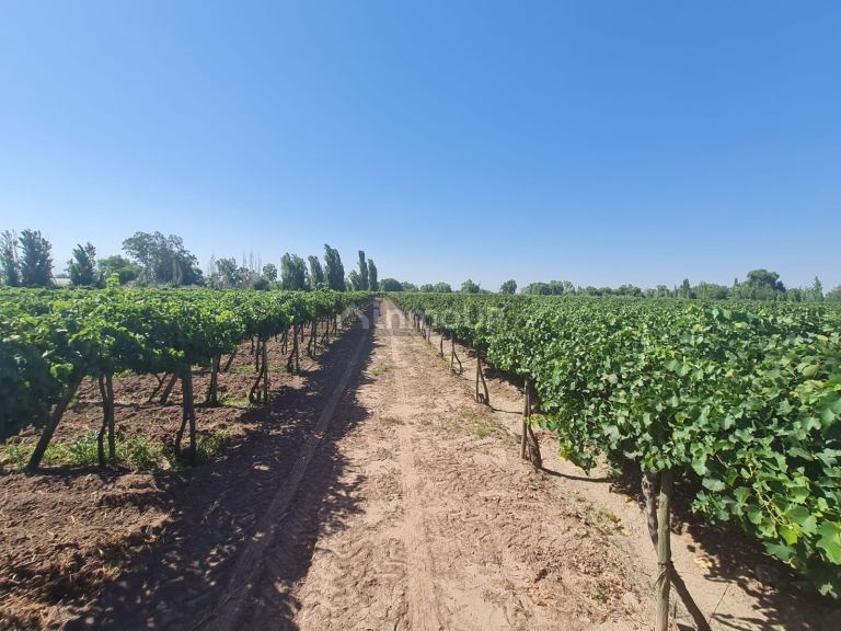 Finca en Venta en Guaymallen, Mendoza