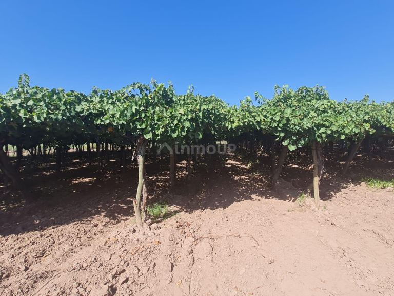 Finca en Venta en Guaymallen, Mendoza
