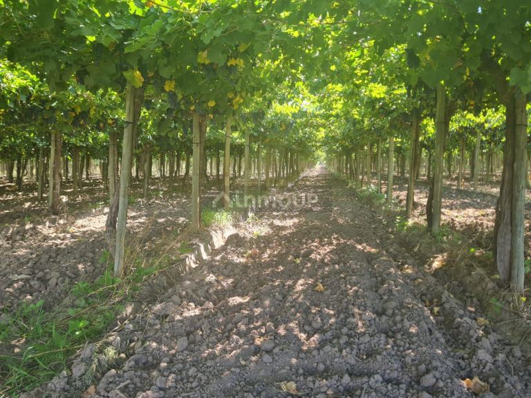 Finca en Venta en Guaymallen, Mendoza