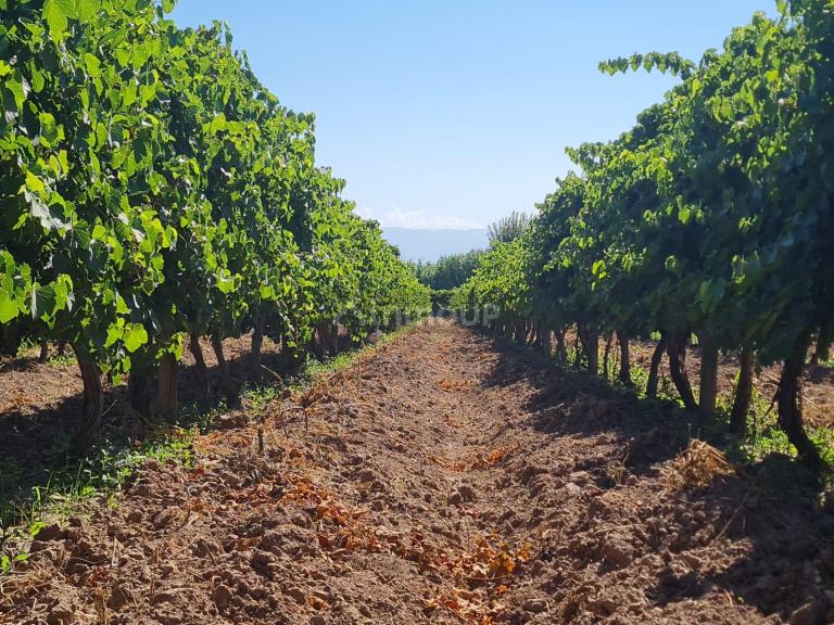 Finca en Venta en Guaymallen, Mendoza