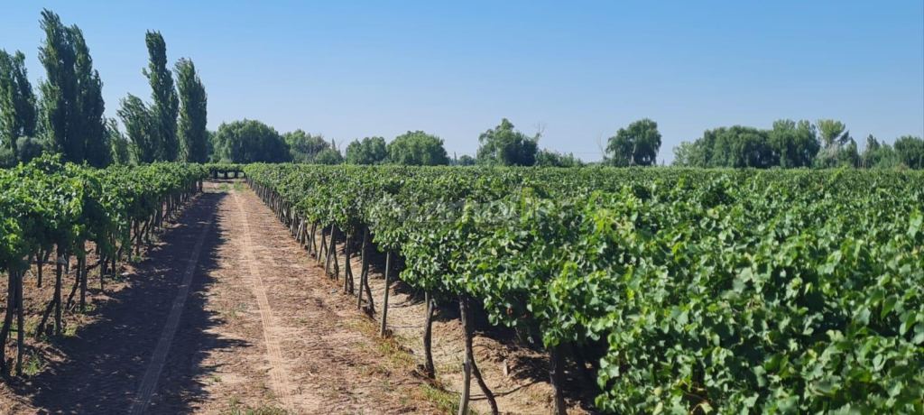 Finca en Venta en Guaymallen, Mendoza