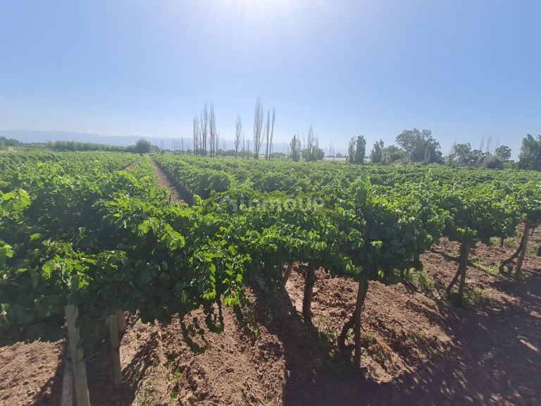 Finca en Venta en Guaymallen, Mendoza