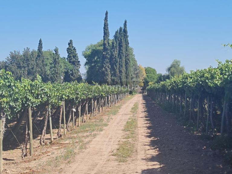 Finca en Venta en Guaymallen, Mendoza