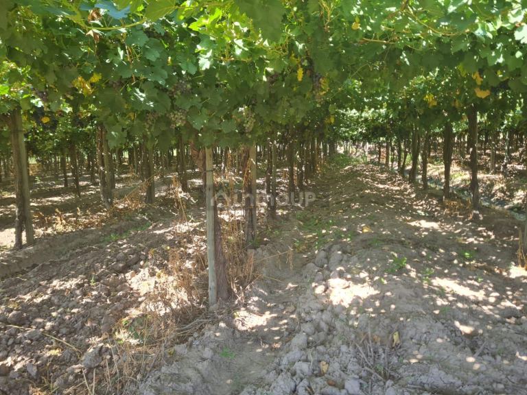 Finca en Venta en Guaymallen, Mendoza