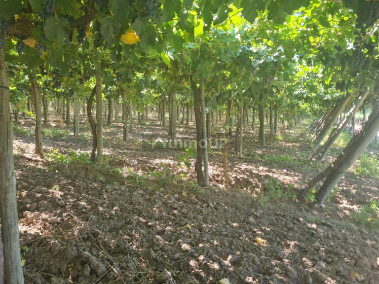 Finca en Venta en Guaymallen, Mendoza