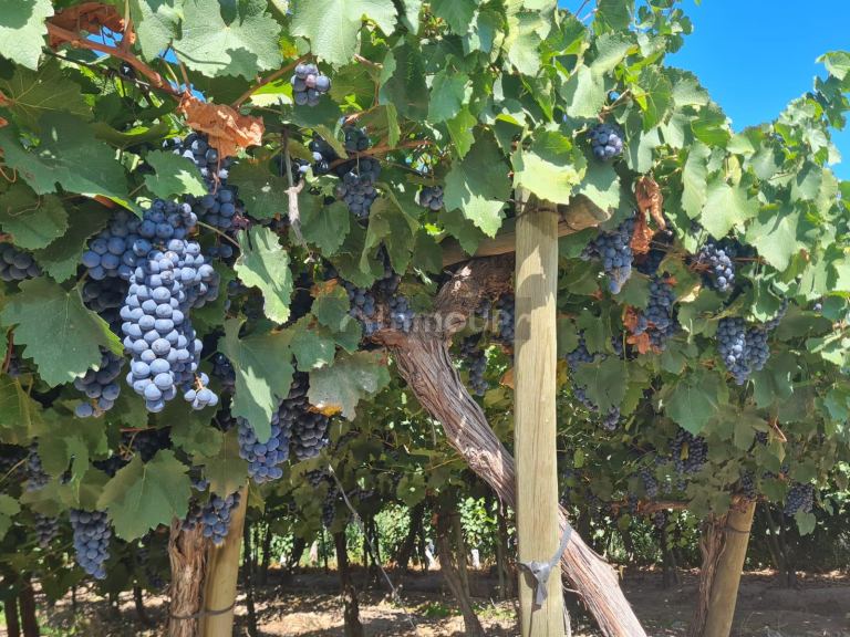 Finca en Venta en Guaymallen, Mendoza