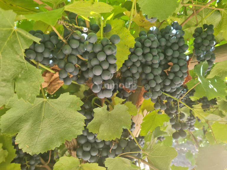 Finca en Venta en Guaymallen, Mendoza