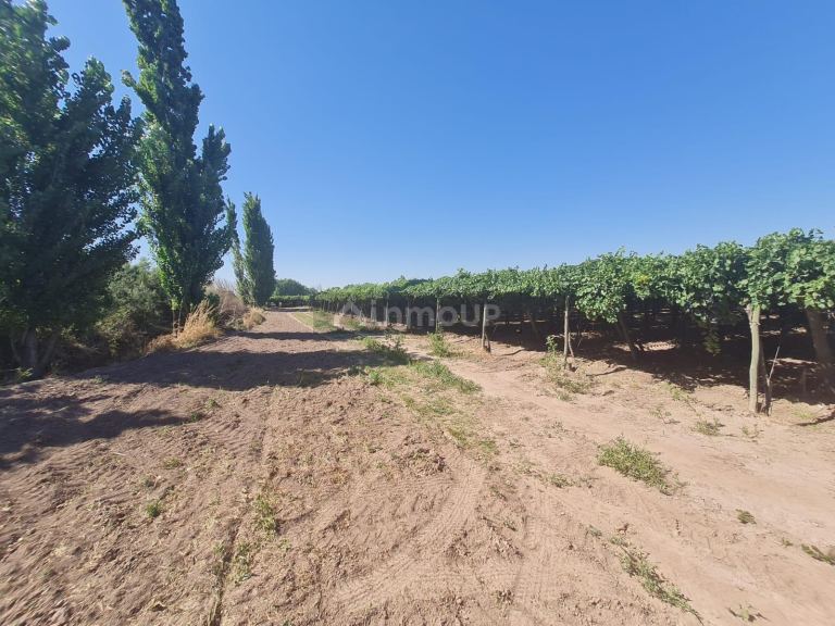 Finca en Venta en Guaymallen, Mendoza