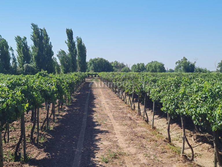 Finca en Venta en Guaymallen, Mendoza