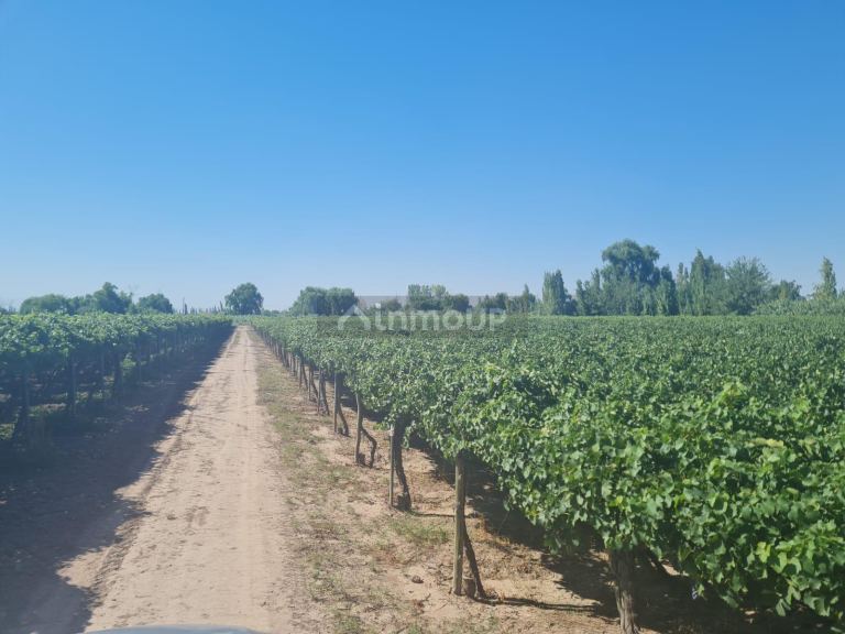 Finca en Venta en Guaymallen, Mendoza