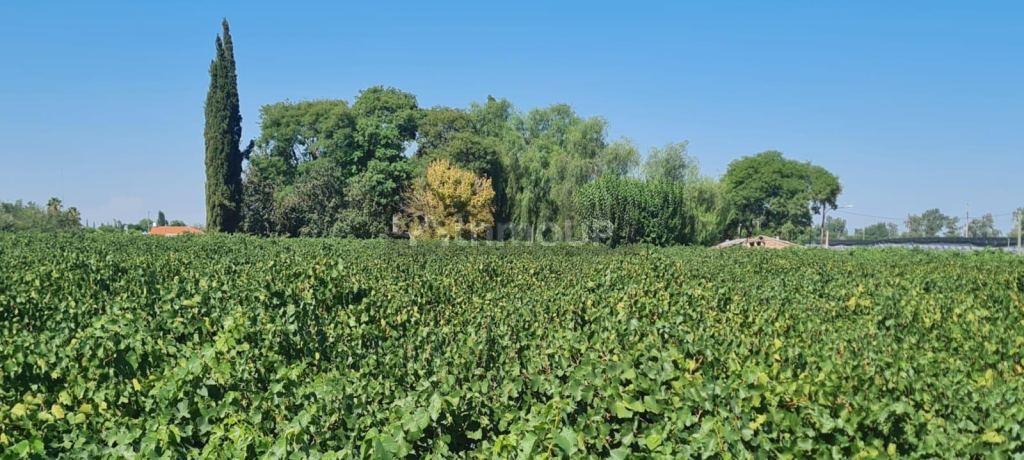 Finca en Venta en Guaymallen, Mendoza