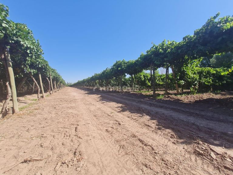 Finca en Venta en Guaymallen, Mendoza