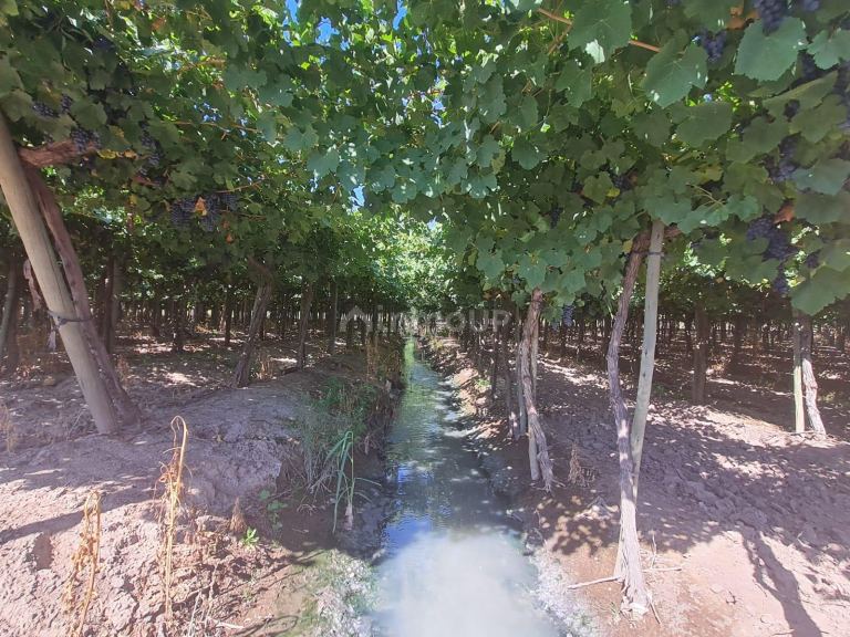 Finca en Venta en Guaymallen, Mendoza
