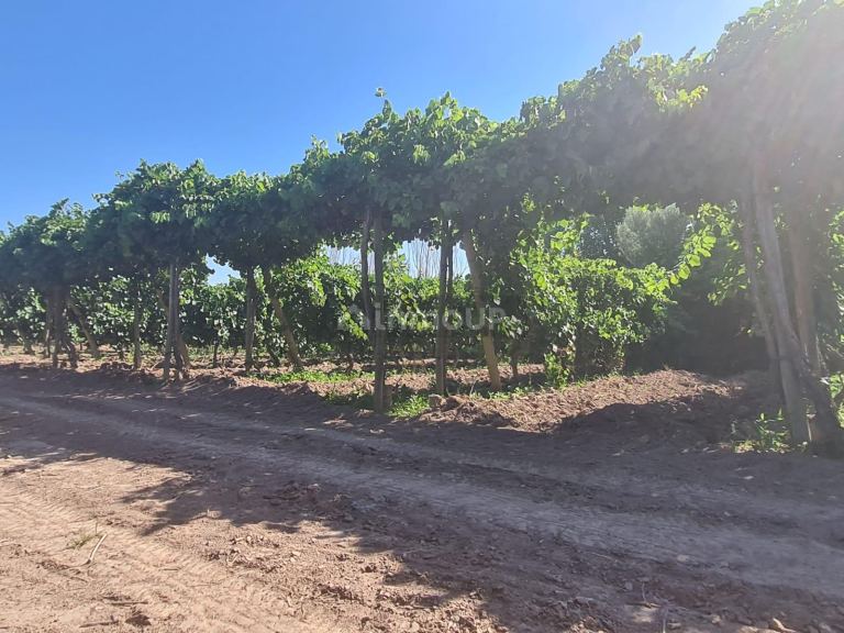 Finca en Venta en Guaymallen, Mendoza