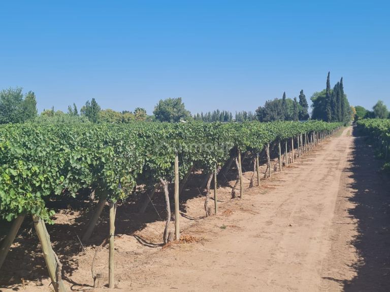 Finca en Venta en Guaymallen, Mendoza